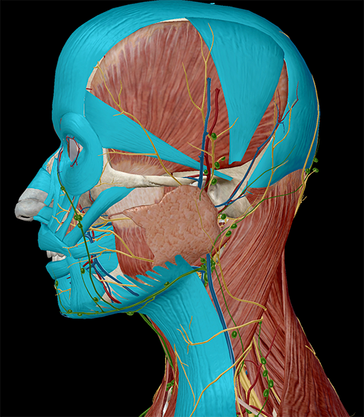 Anatomy and Physiology: The 3D Human Brain