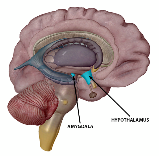 stress-response-admygdala-and-hypothalamus