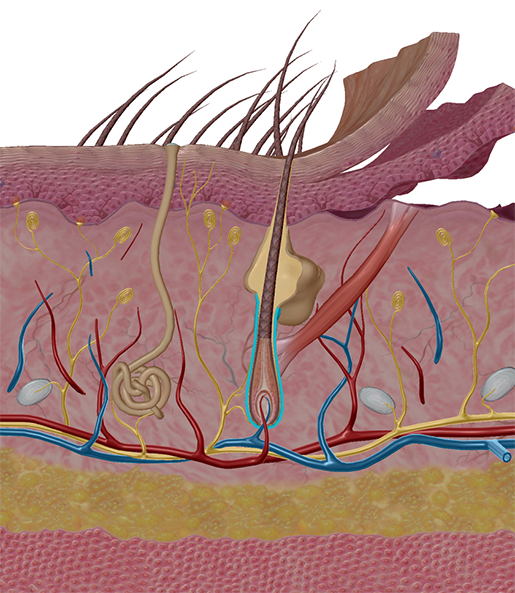 stress-response-hair-follicle