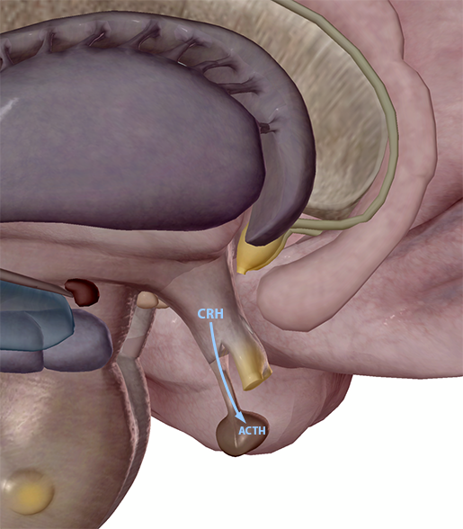 stress-response-hpa-crh-acth
