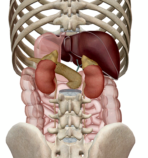 stress-response-liver-pancreas-cortisol-posterior-view