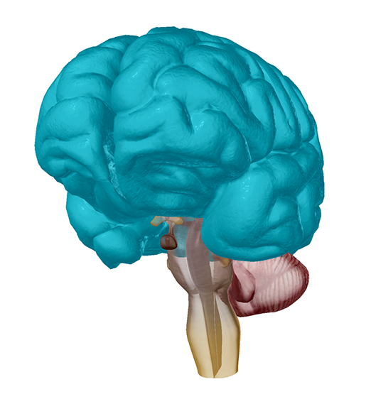 cerebral-cortex-alzheimers