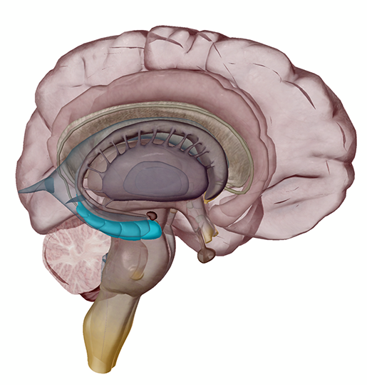 hippocampus-memory-alzheimers
