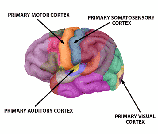 Проекционные зоны коры головного мозга. Primary Motor Cortex. Проекционные зоны коры головного мозга входят в состав. Motor Aphasia.