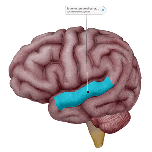 superior-temporal-gyrus-wernickes