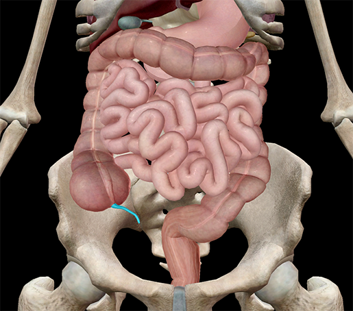The Amazing Appendix: An Anatomical Mystery