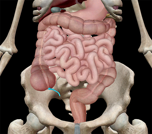 appendix-in-context-large-intestine