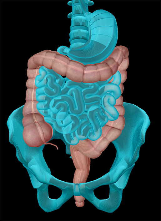 large-intestine-and-appendix