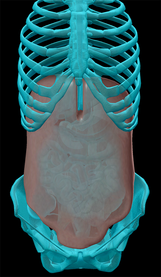 peritoneum-abdominal-cavity