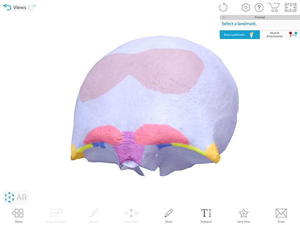 bone-landmarks-view