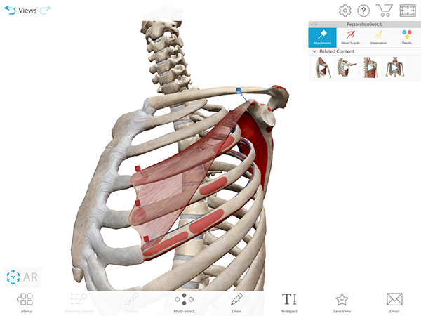 muscle-attachment-view