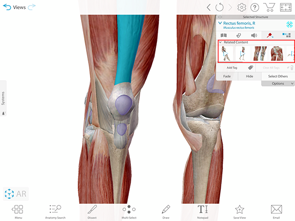 related-content-muscle-actions