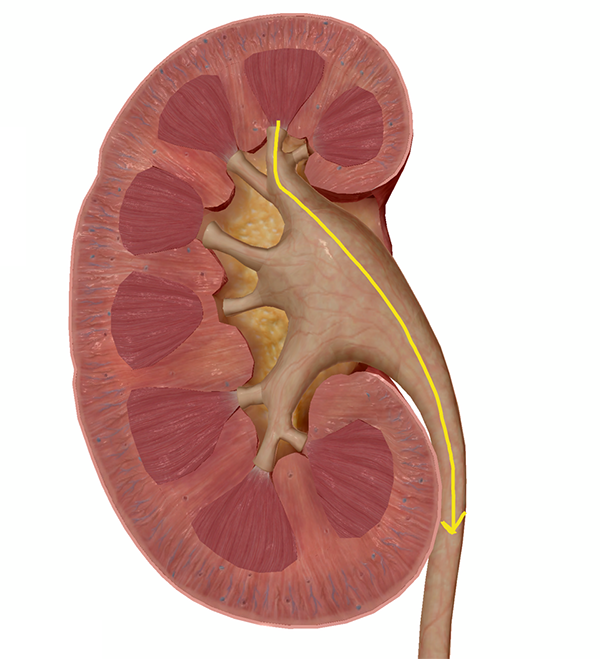 kidney-3d-draw-screenshot