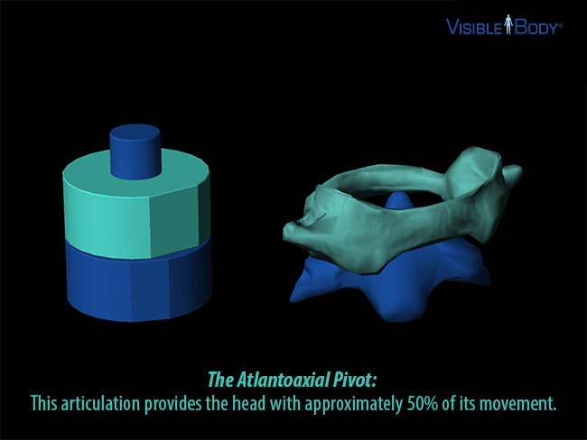 Atlanto-axial-pivot-joint-bones