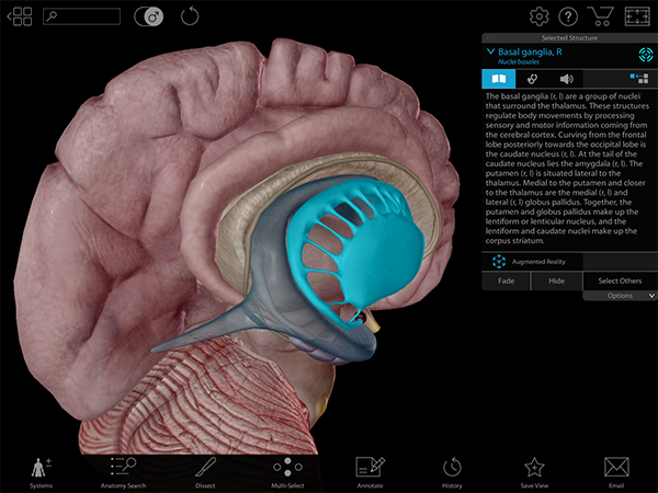 Basal-Ganglia-blog-post