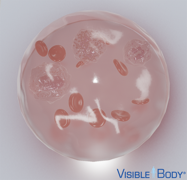 3d-blood-cell-granular-myeloid-wbc-top-down-logo