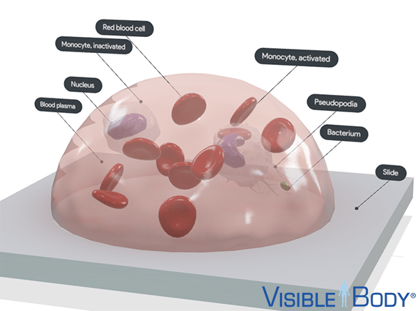 Monocyte Lab Model Behind the Scenes of Visible Biology: Bringing the Blood Cell Lab into ...
