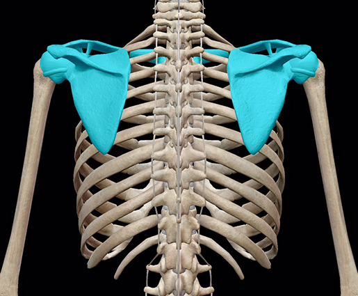 Shoulder Girdle Bone Anatomy