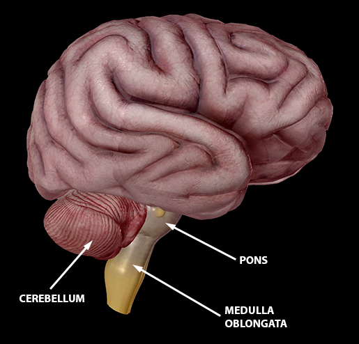 brain-hindbrain-cerebellum-pons-medulla-2