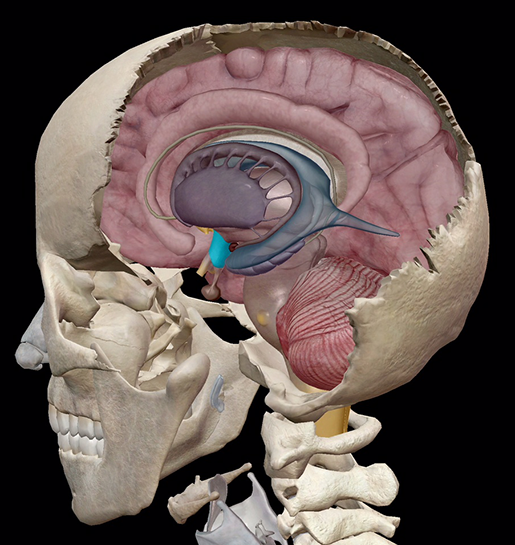 endocrine-system-hypothalamus