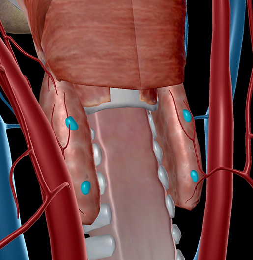 endocrine-system-parathyroids-resize