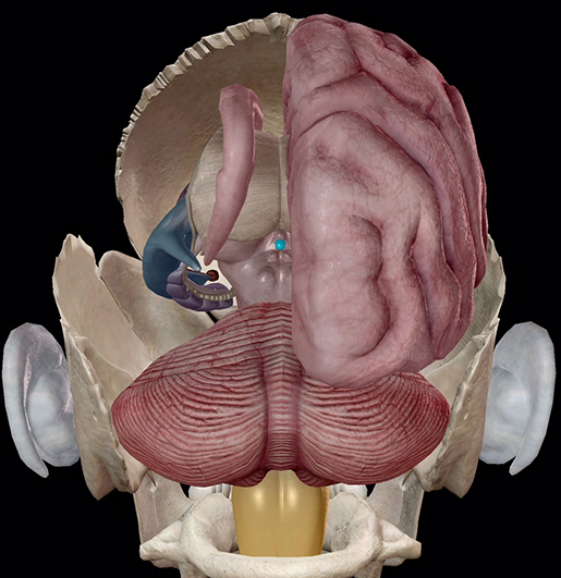 endocrine-system-pineal