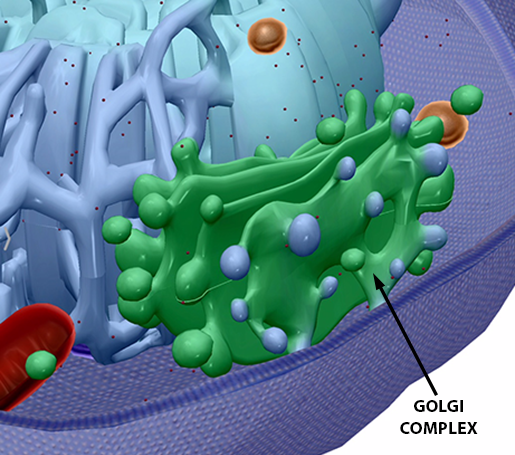 human-cell-golgi-complex