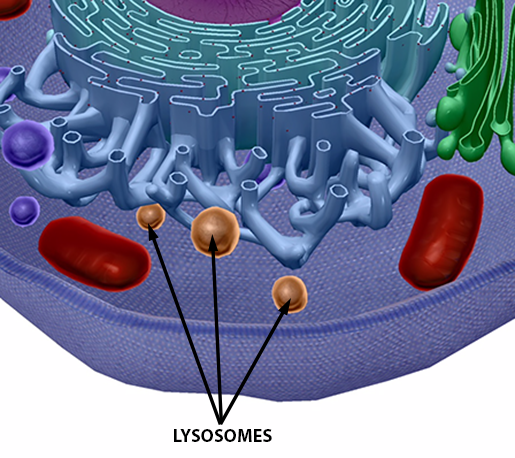 human-cell-lysosomes