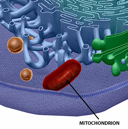 human-cell-mitochondrion-resized