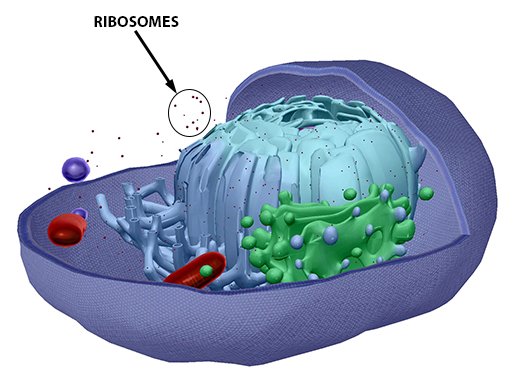 human-cell-ribosomes