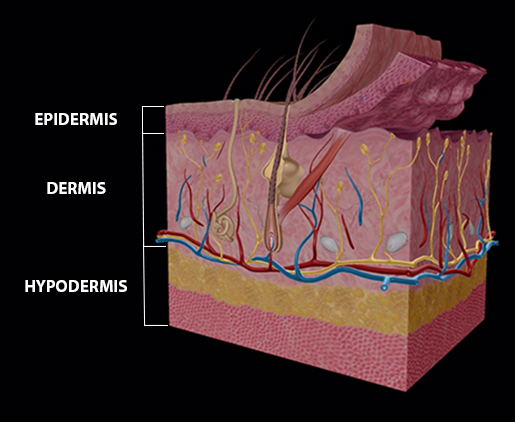 integumentary-system-skin-layers-4
