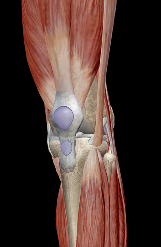 Leg Anatomy Muscles Ligaments And Tendons : The Leg Ankle And Foot Amboss