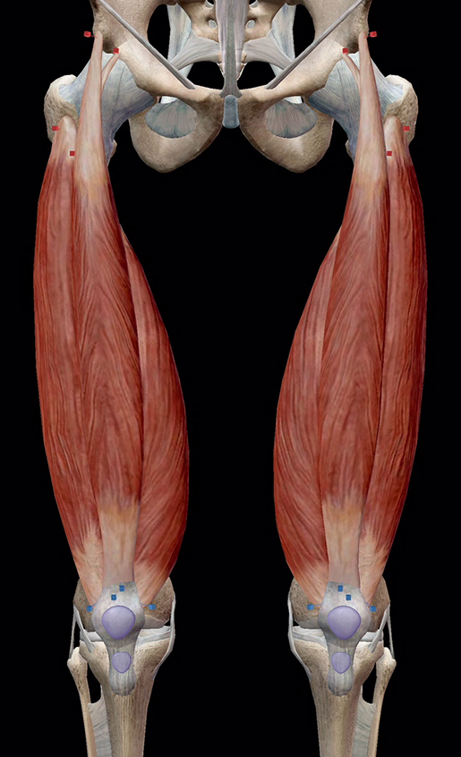 knee-joint-quadriceps-femoris-group