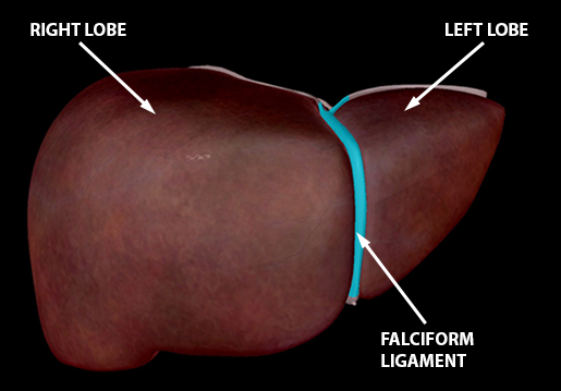 liver-falciform-ligament-right-left-lobes-3