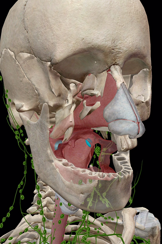 lymphatic-system-palatine-tonsils