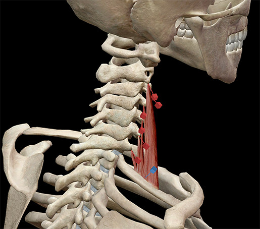 medial-scalene-muscle-neck-revised