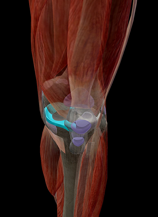 meniscus-in-context