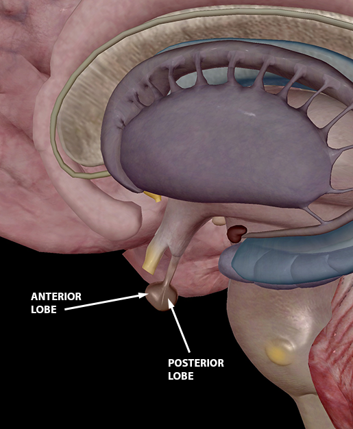 pituitary-anterior-and-posterior-lobes-2