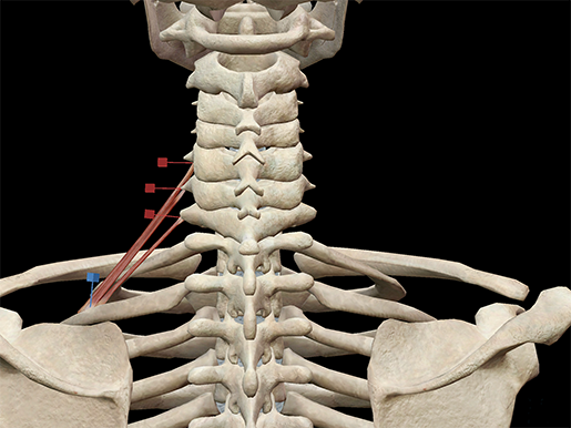 posterior-scalene-muscle-neck-revised