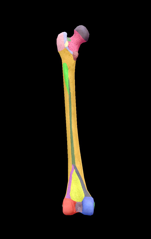 Humerus bone 3D model