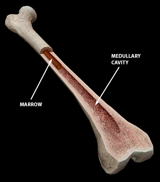 skeletal-spongy-compact-bone-femur-marrow