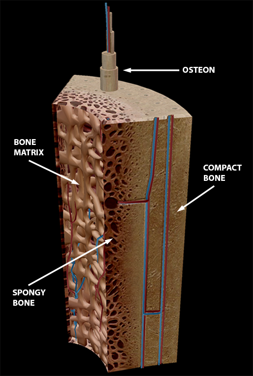 In The Diagram Where Is The Osteon - Atkinsjewelry