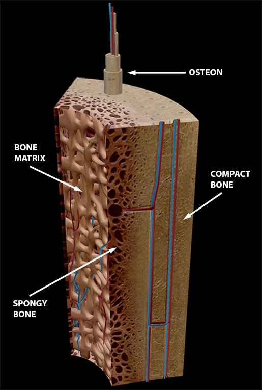 3d Skeletal System Compact Bone Spongy Bone And Osteons Oh My