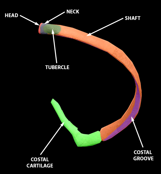 3d Skeletal System Bones Of The Thoracic Cage