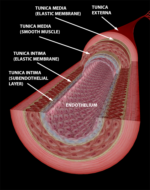 blood-vessels-artery-structure