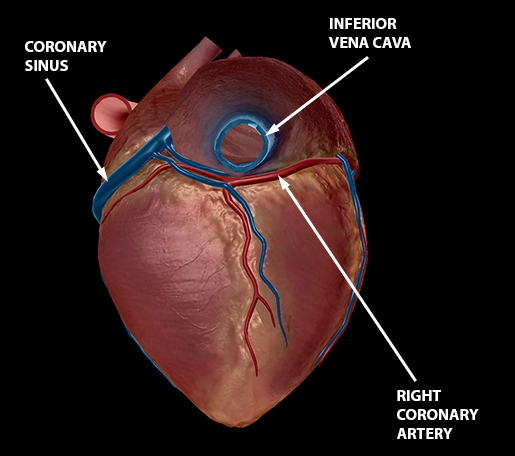 blood-vessels-cardiac-veins-coronary-arteries-1