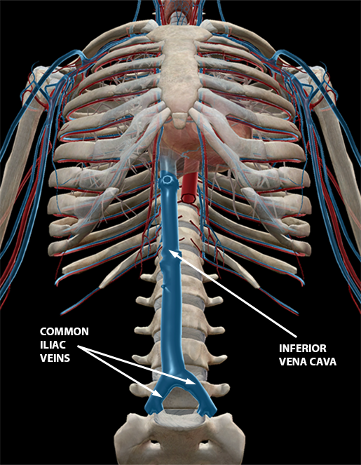 blood-vessels-inferior-vena-cava-common-iliac-veins