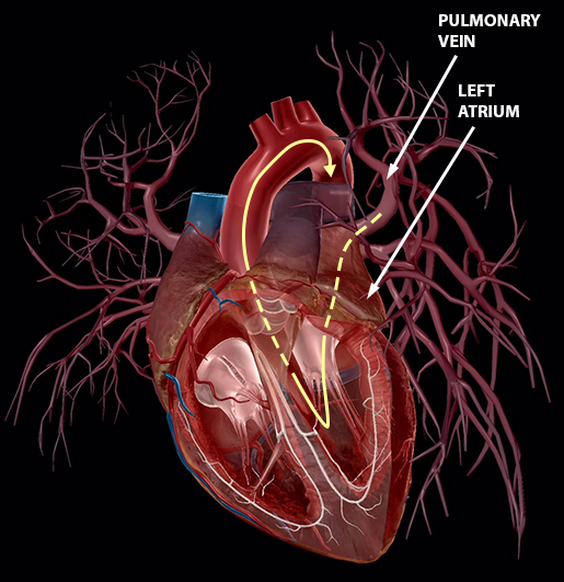 blood-vessels-pulmonary-veins-left-circuit-solidarrow