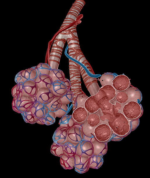 lower-respiratory-lungs-alvelor-sacs-individual-alveoli