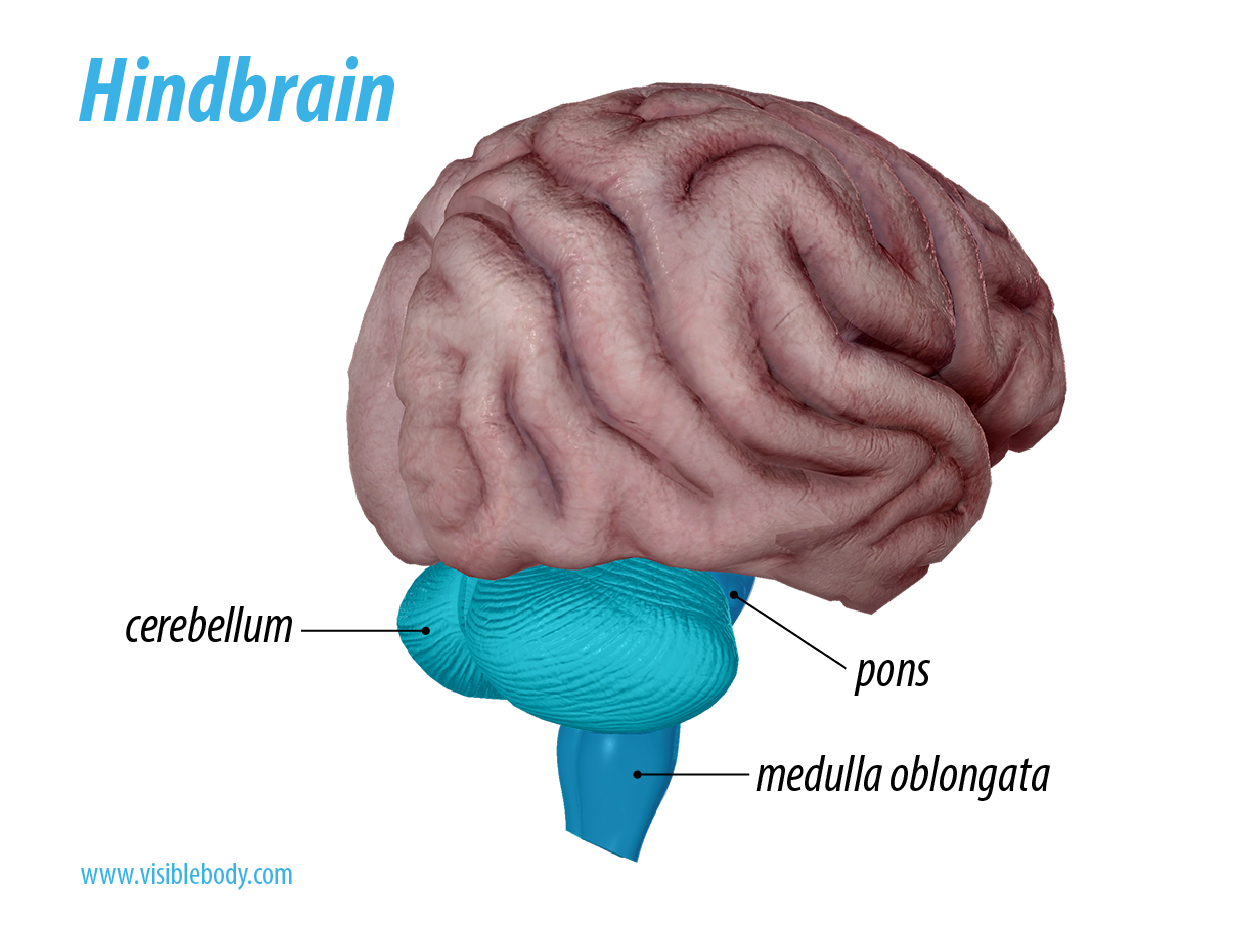 hindbrain